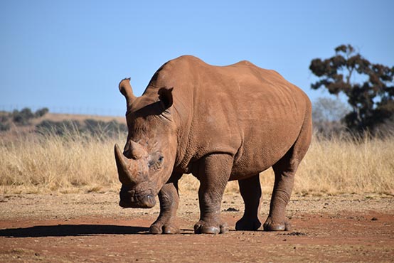 Care for Wild Rhino Sanctuary